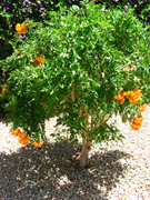 Orange Jubilee-Tecoma